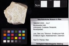 Foto (Objket + Etiketten) von Mundopsidae indet. 